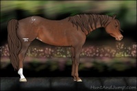 Horse Color:Liver Chestnut Appaloosa 