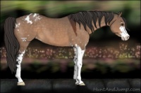 Horse Color:Brown Dun Sabino Appaloosa 