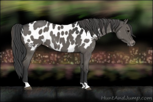 Horse Color:Grullo Appaloosa