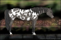 Horse Color:Grullo Appaloosa 
