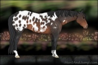Horse Color:Brown Appaloosa 