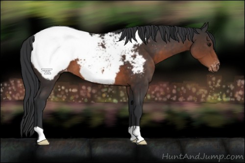 Horse Color:Brown Appaloosa