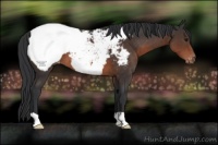 Horse Color:Brown Appaloosa 