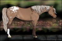 Horse Color:Silver Bay Dun Appaloosa 