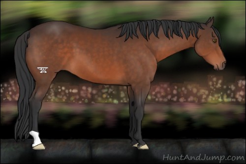 Horse Color:Brown 