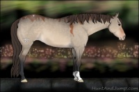 Horse Color:Bay Dun Appaloosa 