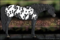 Horse Color:Black Appaloosa 