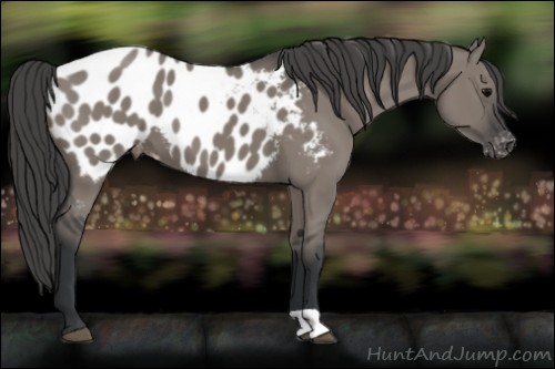 Horse Color:Grullo Appaloosa 