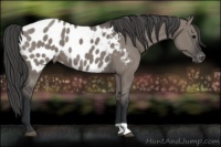 Horse Color:Grullo Appaloosa 