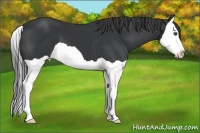 Horse Color:Black Splash