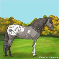 Horse Color:Grullo Appaloosa 