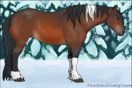 Horse Color:Bay Tobiano 