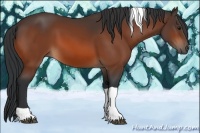 Horse Color:Bay Tobiano 