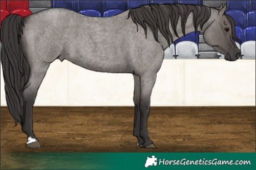 Horse Color:Smoky Grullo Roan 