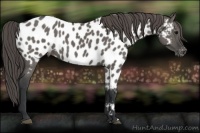 Horse Color:Grullo Appaloosa 