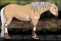 Horse Color:Silver Bay Dun Splash 