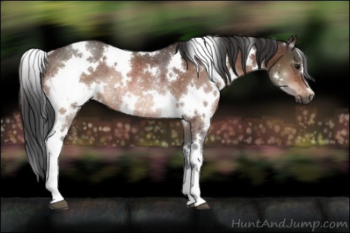 Horse Color:White Spotted Bay Rabicano 