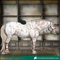 Horse Color:Red Roan Appaloosa 