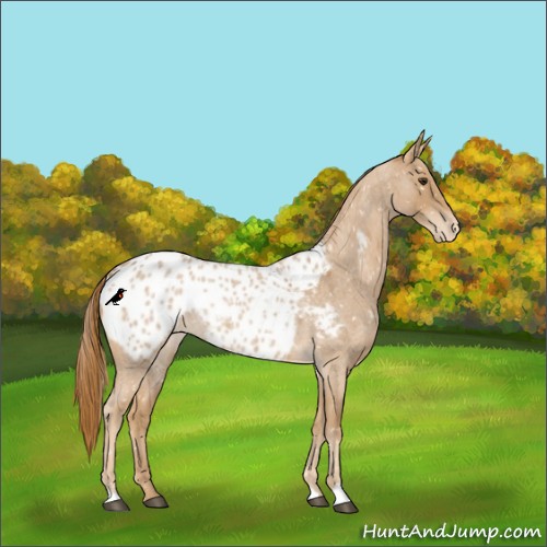 Horse Color:Red Roan Appaloosa
