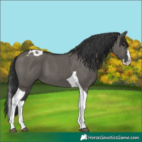 Horse Color:Grullo Splash Tobiano 