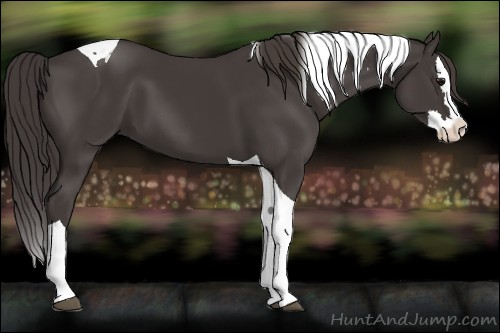 Horse Color:Smoky Black Splash Tobiano 