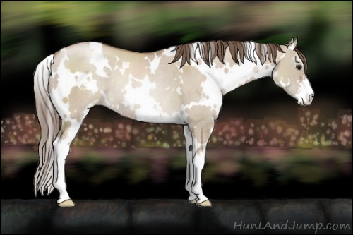 Horse Color:White Spotted Grullo Pearl Sabino Rabicano 