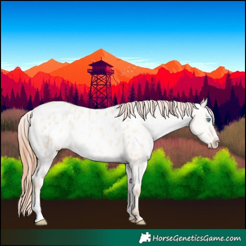 Horse Color:Sable Champagne Pearl Dun Appaloosa 