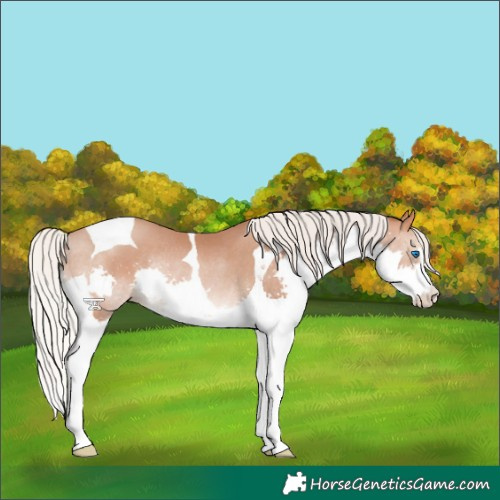Horse Color:Silver Brown Pearl Splash Tobiano Rabicano 