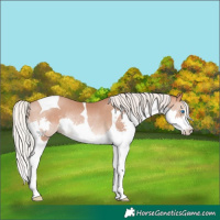 Horse Color:Silver Brown Pearl Splash Tobiano Rabicano 
