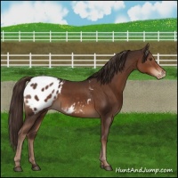 Horse Color:Liver Chestnut Appaloosa