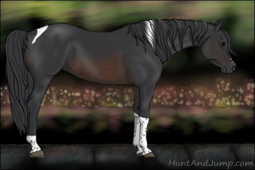 Horse Color:Brown Sabino Tobiano