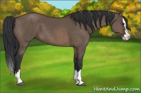 Horse Color:Brown Dun Sabino Splash 