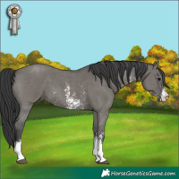 Horse Color:Grullo Sabino 