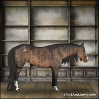 Horse Color:Brown Dun Sabino Appaloosa Brindle 