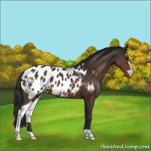 Horse Color:Brown Sabino Appaloosa