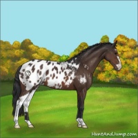 Horse Color:Brown Sabino Appaloosa 