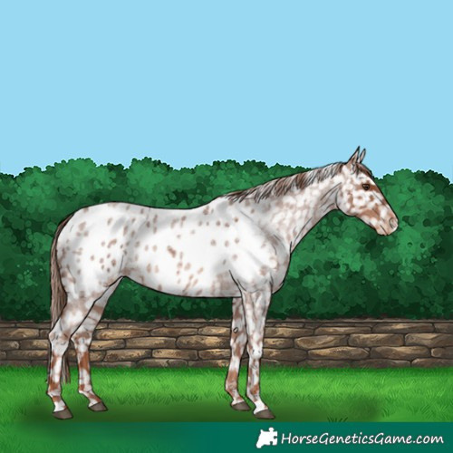 Horse Color:Red Roan Appaloosa 