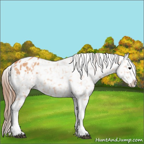 Horse Color:Bay Dun Tobiano Appaloosa 
