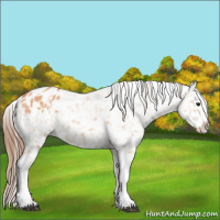 Horse Color:Bay Dun Tobiano Appaloosa 