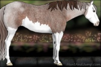Horse Color:Liver Red Roan Splash 