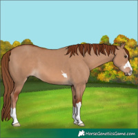 Horse Color:Red Dun