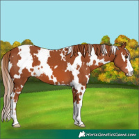 Horse Color:White Spotted Chestnut