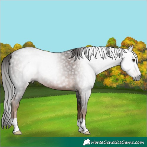 Horse Color:Gray Liver Chestnut 