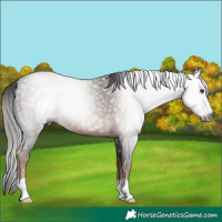 Horse Color:Gray Liver Chestnut 