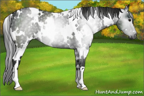 Horse Color:Gray White Spotted Black