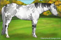 Horse Color:Gray White Spotted Black