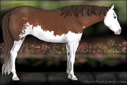 Horse Color:Liver Chestnut Sabino Splash