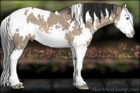 Horse Color:White Spotted Brown Dun Sabino Splash 