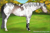 Horse Color:Gray White Spotted Brown