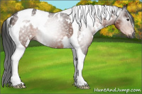 Horse Color:Gray White Spotted Bay Tobiano Rabicano 